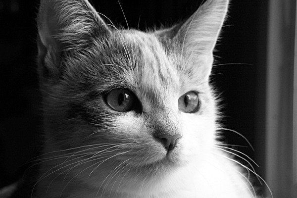 cat